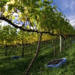 Serra – Três roteiros para os apreciadores de vinhos